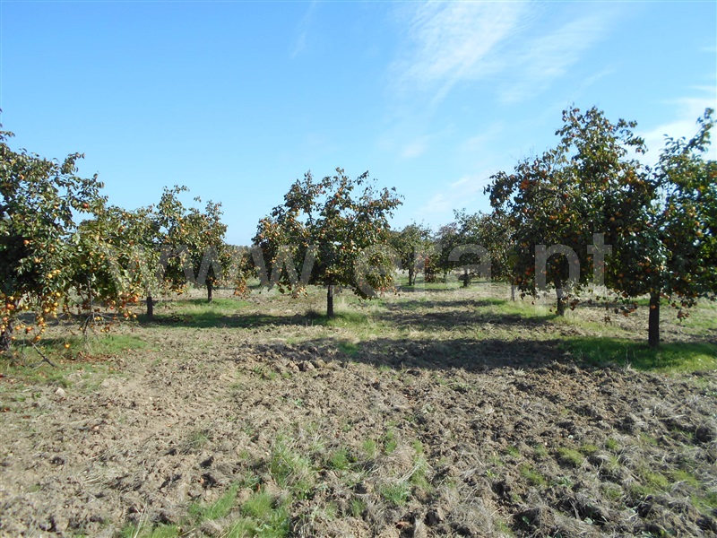 Quinta  com Agrícola Castelo Branco, Monforte da Beira - 1207168 - 11