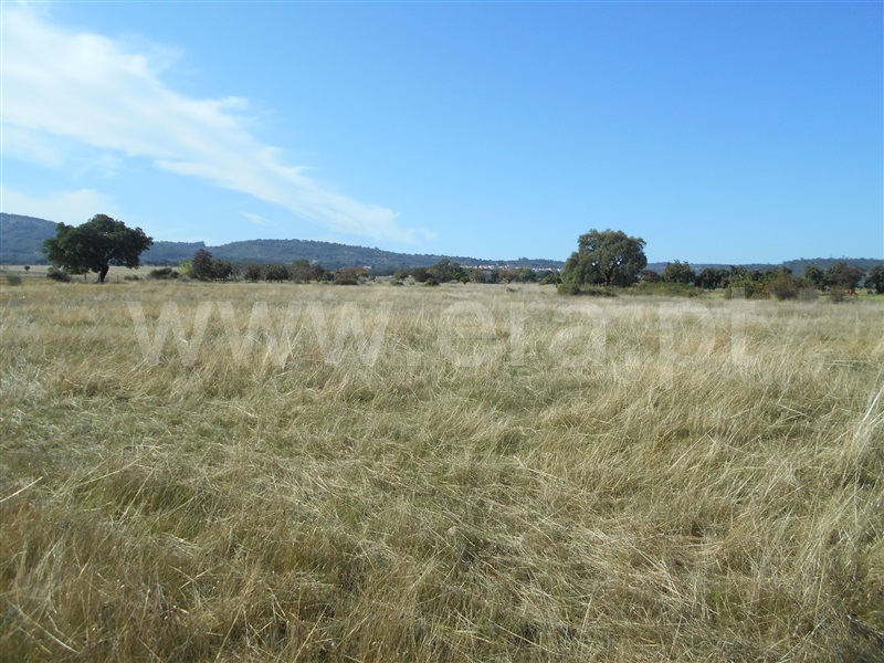 Quinta  com Agrícola Castelo Branco, Monforte da Beira - 1207168 - 14