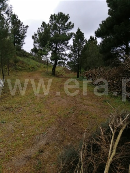 Quinta  Celorico da Beira, Celorico da Beira - 290279 - 19