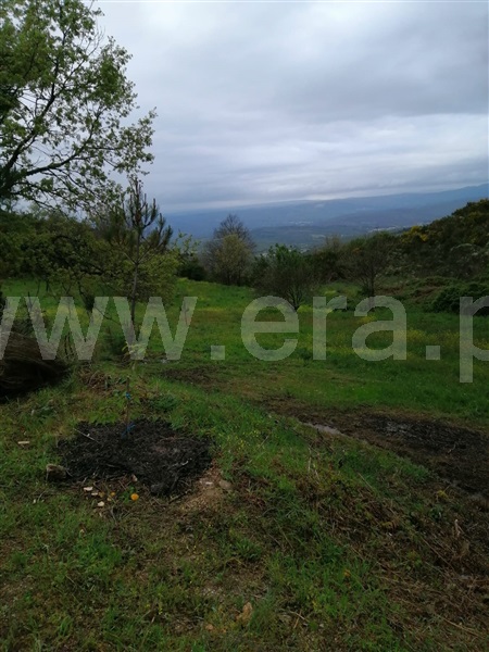 Quinta  Celorico da Beira, Celorico da Beira - 290279 - 21