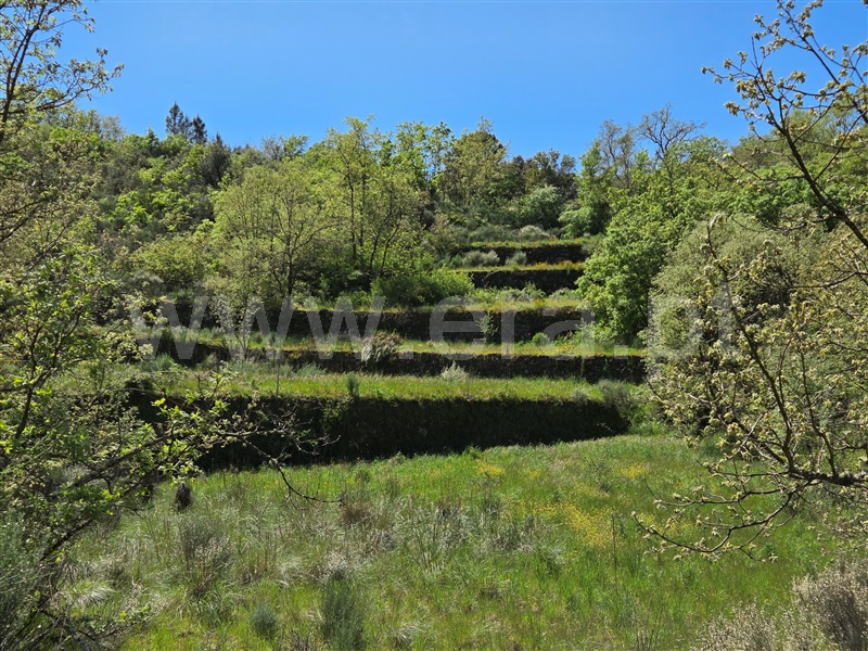 Quinta  Celorico da Beira, Lajeosa do Mondego - 1475697 - 5