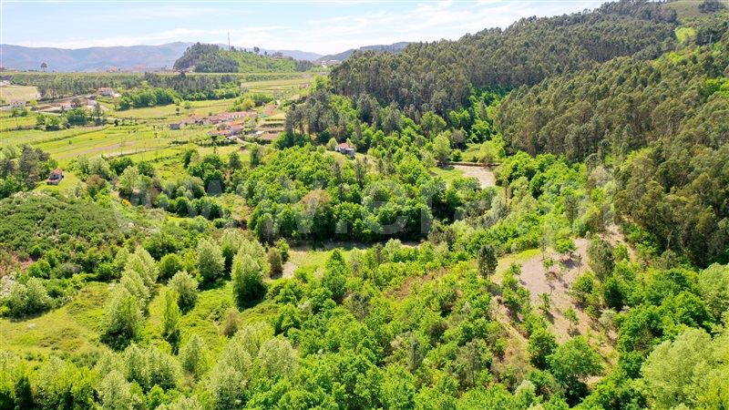 Quinta / Celorico de Basto, Basto (São Clemente)