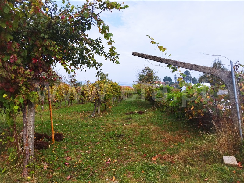 Quinta  Cinfães, Tarouquela - 1362926 - 1