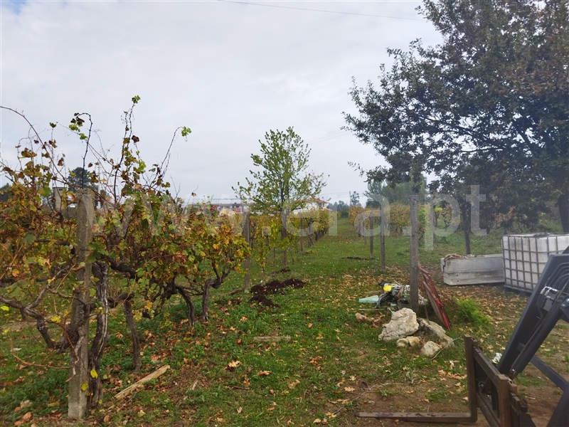 Quinta  Cinfães, Tarouquela - 1362926 - 5