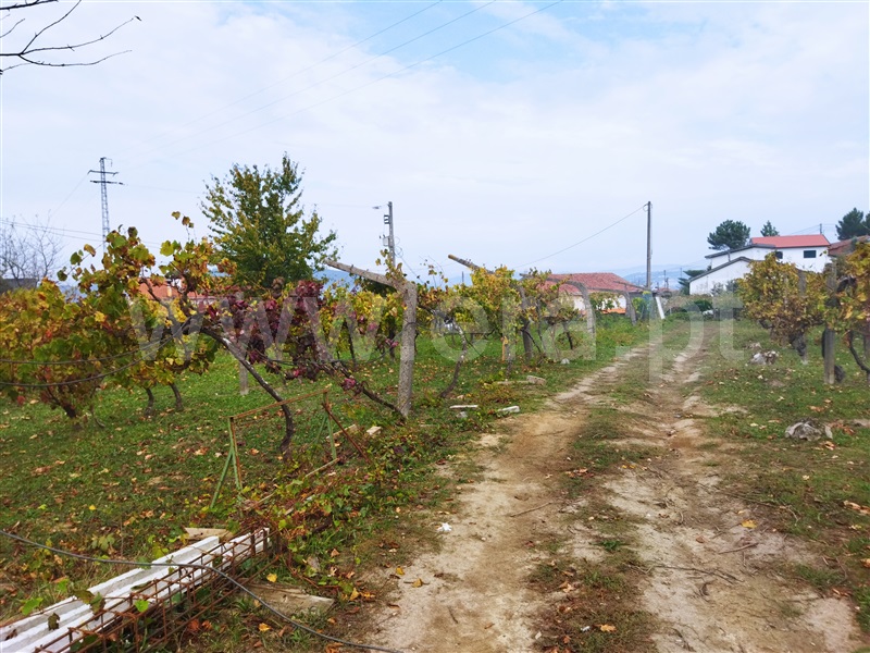 Quinta  Cinfães, Tarouquela - 1362926 - 7