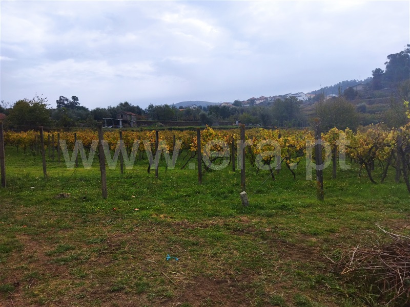 Quinta  Cinfães, Tarouquela - 1362926 - 9