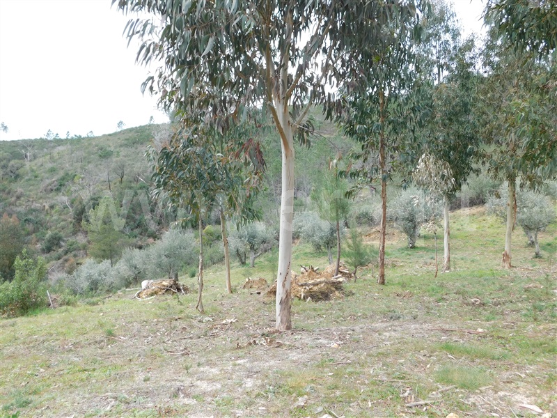 Quinta  Covilhã, Barco - 549389 - 6