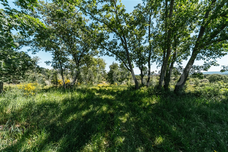 Quinta  Covilhã, Peraboa - 1003601 - 14