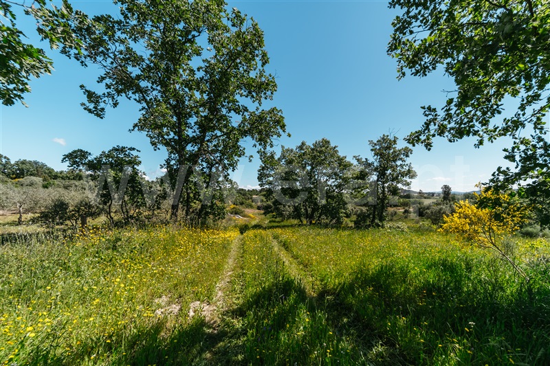 Quinta  Covilhã, Peraboa - 1003601 - 15