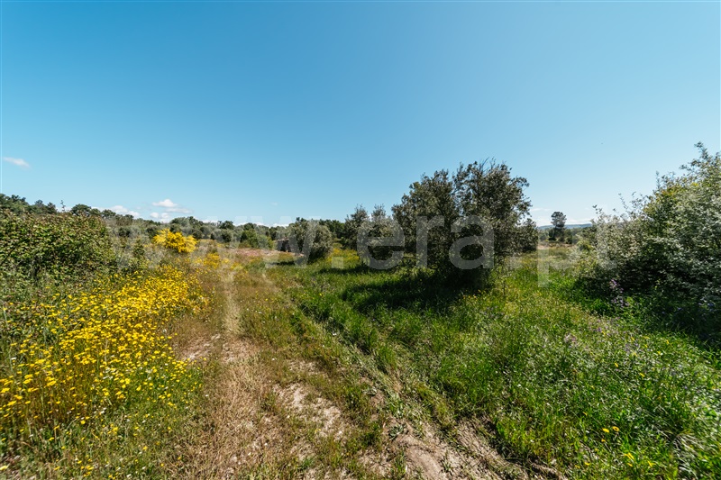 Quinta  Covilhã, Peraboa - 1003601 - 16