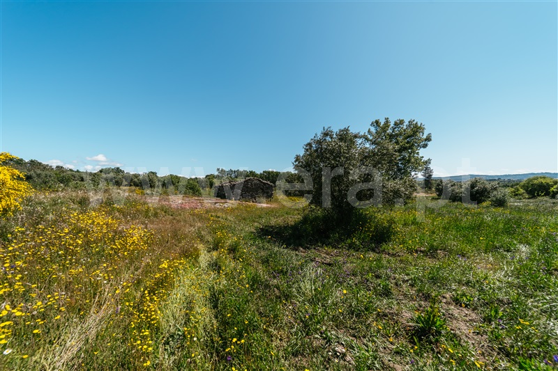 Quinta  Covilhã, Peraboa - 1003601 - 17