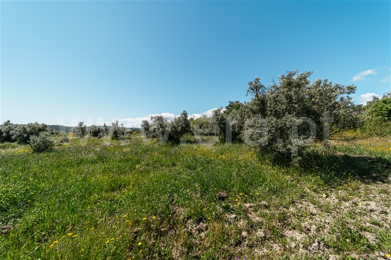 Quinta  Covilhã, Peraboa - 1003601 - 20