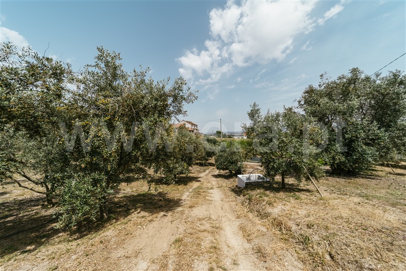 Quinta  com Agrícola Covilhã, Boidobra - 1410442 - 21