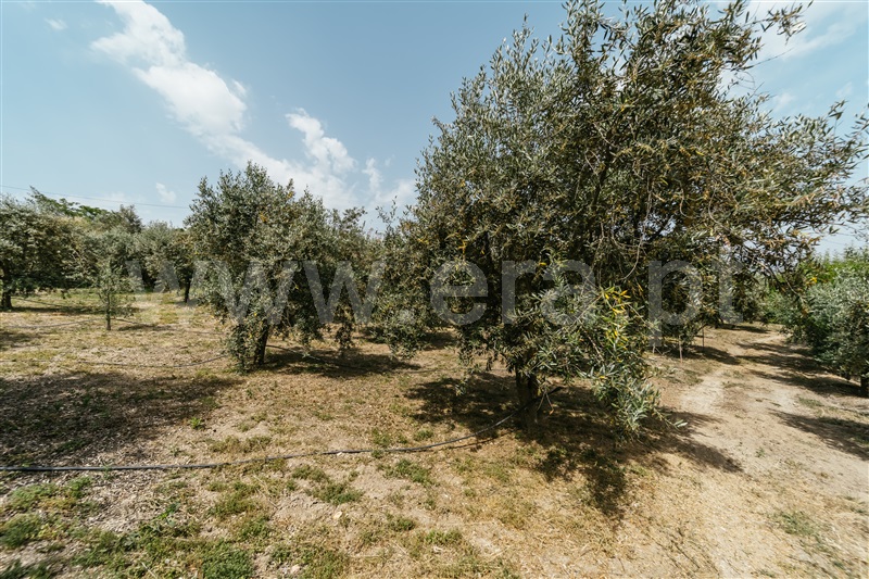 Quinta  com Agrícola Covilhã, Boidobra - 1410442 - 22