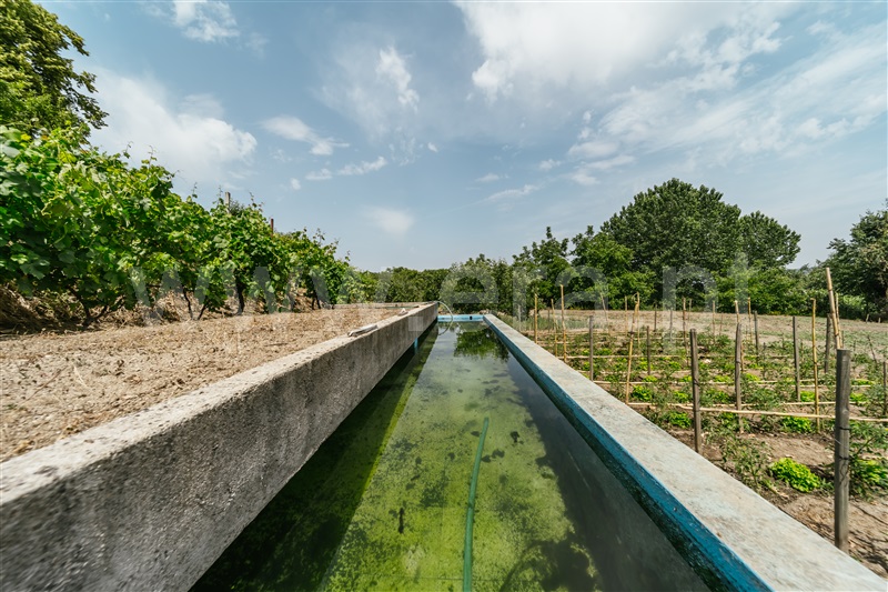 Quinta  com Agrícola Covilhã, Boidobra - 1410442 - 51