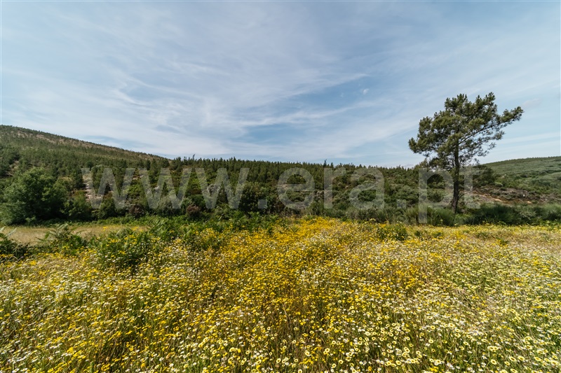 Quinta  Covilhã, Serra da Estrela - 1426610 - 12