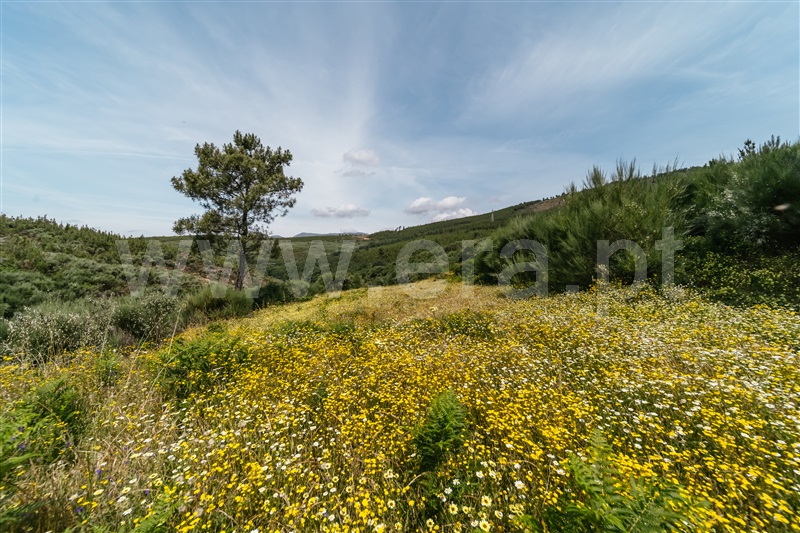 Quinta  Covilhã, Serra da Estrela - 1426610 - 14