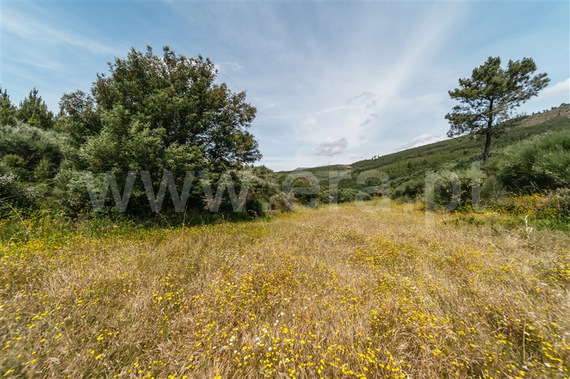 Quinta  Covilhã, Serra da Estrela - 1426610 - 16