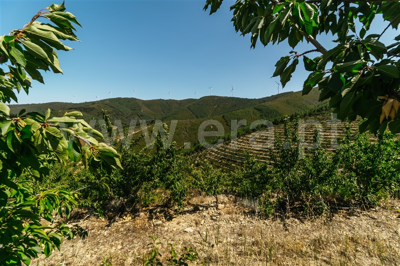 Quinta T0 com Agrícola Fundão, Castelejo - 1452754 - 17