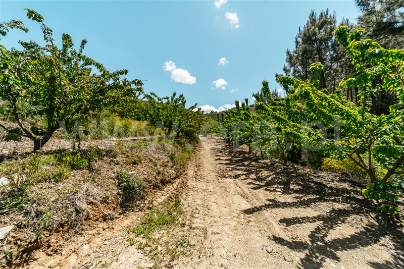Quinta T0 com Agrícola Fundão, Castelejo - 1452754 - 66