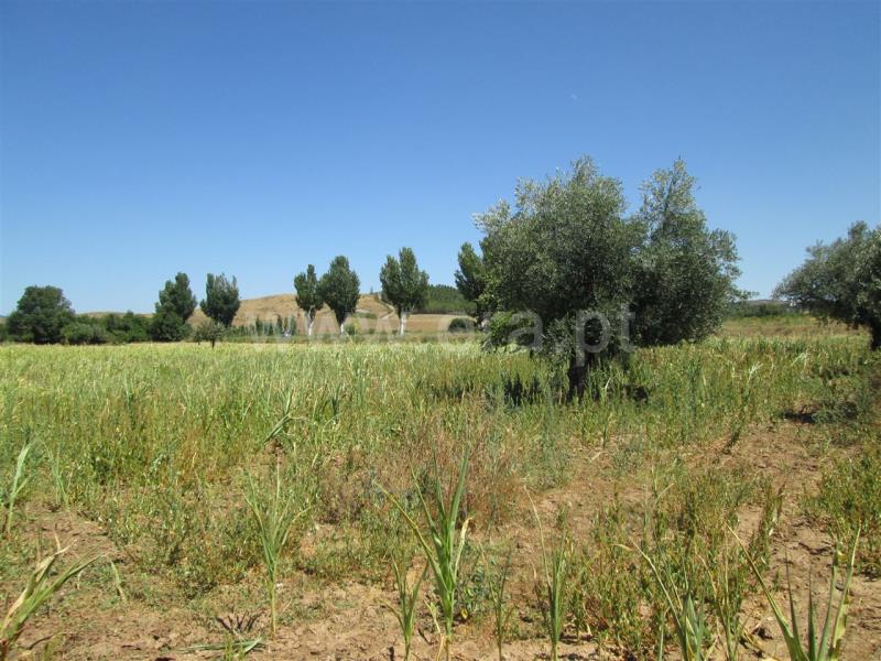 Quinta Estúdio / Fundão, Enxames