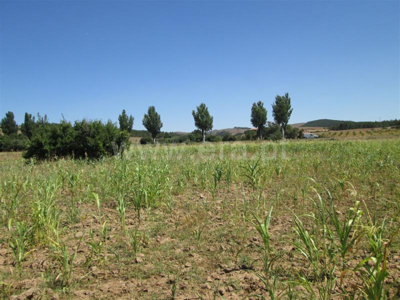 Quinta  Fundão, Enxames - 667801 - 2