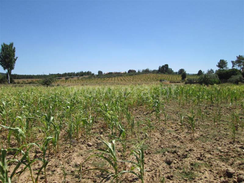 Quinta  Fundão, Enxames - 667801 - 4
