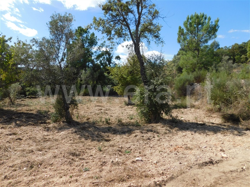 Quinta  Fundão, Quintãs - 1436687 - 2