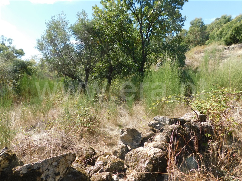 Quinta  Fundão, Quintãs - 1436687 - 5