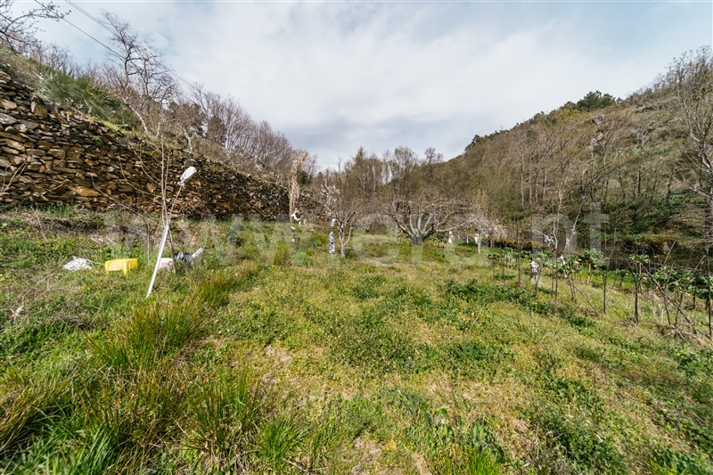 Quinta  Sabugal, Santo Estêvão e Moita - 1470113 - 11


