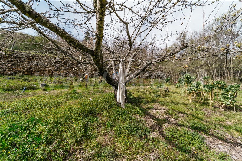 Quinta  Sabugal, Santo Estêvão e Moita - 1470113 - 12