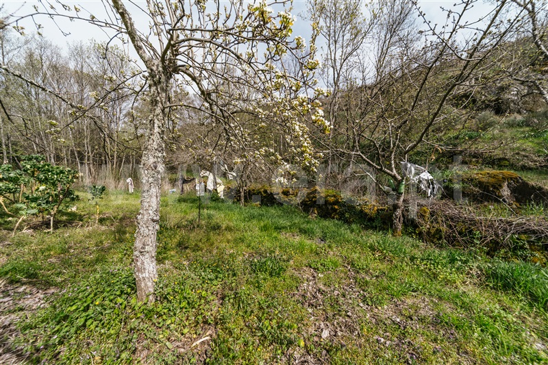 Quinta  Sabugal, Santo Estêvão e Moita - 1470113 - 13