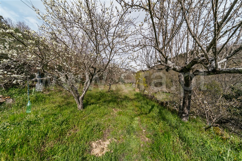 Quinta  Sabugal, Santo Estêvão e Moita - 1470113 - 22