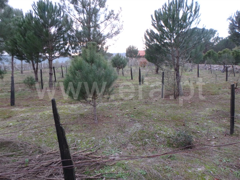 Quinta  Seia, Santa Marinha - 1222260 - 3