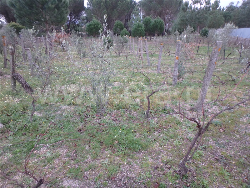 Quinta  Seia, Santa Marinha - 1222260 - 8