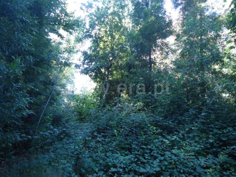 Quinta  Fafe, Cepães e Fareja - 729328 - 18