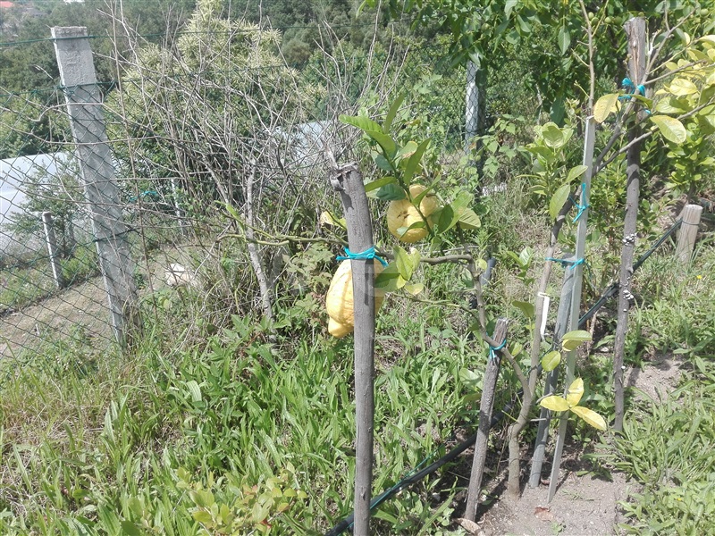 Quinta  Fafe, Estorãos - 1024149 - 2
