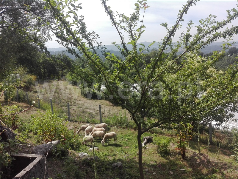 Quinta  Fafe, Estorãos - 1024149 - 11