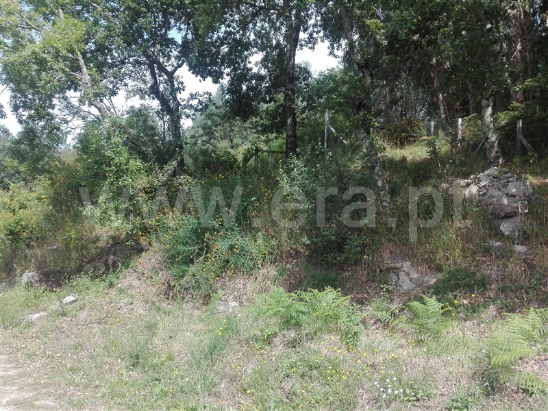 Quinta  Fafe, Estorãos - 1024149 - 23