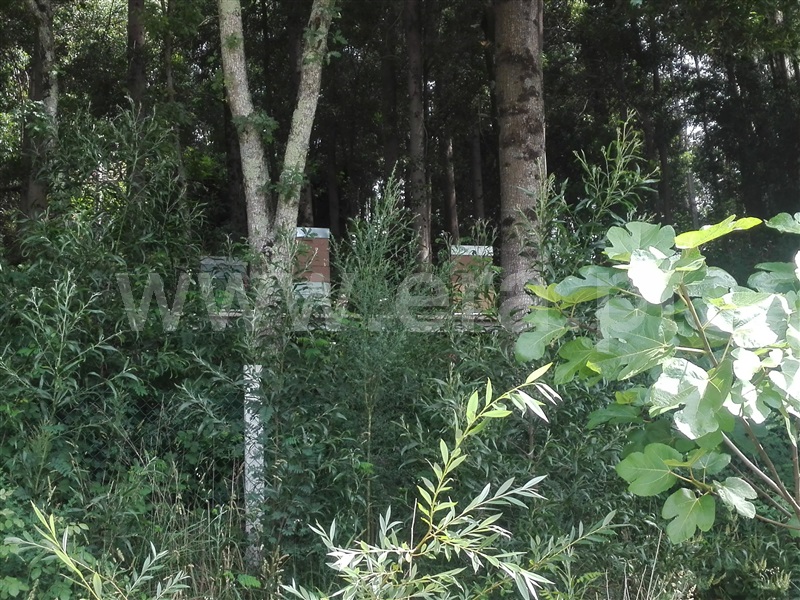 Quinta  Fafe, Estorãos - 1024149 - 27