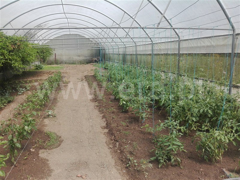 Quinta  Fafe, Fafe - 1225551 - 10