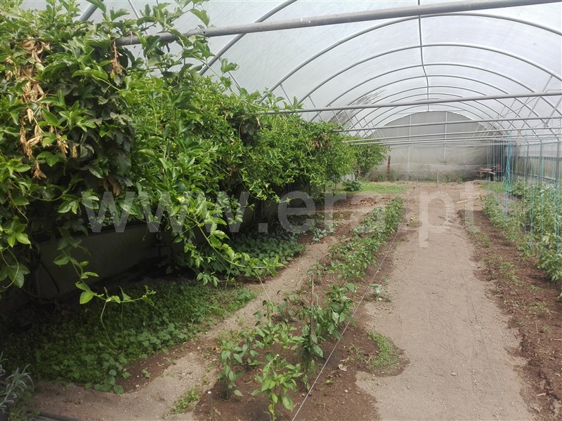 Quinta  Fafe, Fafe - 1225551 - 11
