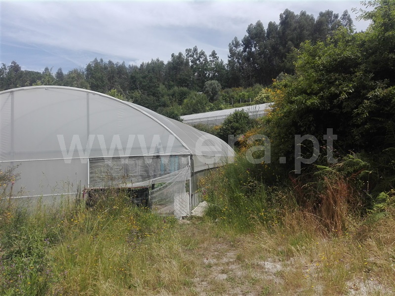 Quinta  Fafe, Fafe - 1225551 - 12