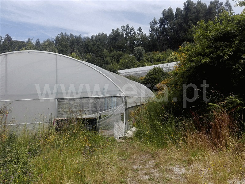 Quinta  Fafe, Fafe - 1225551 - 13