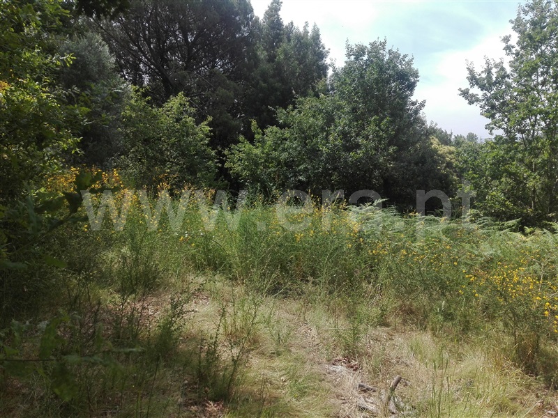 Quinta  Fafe, Fafe - 1225551 - 16