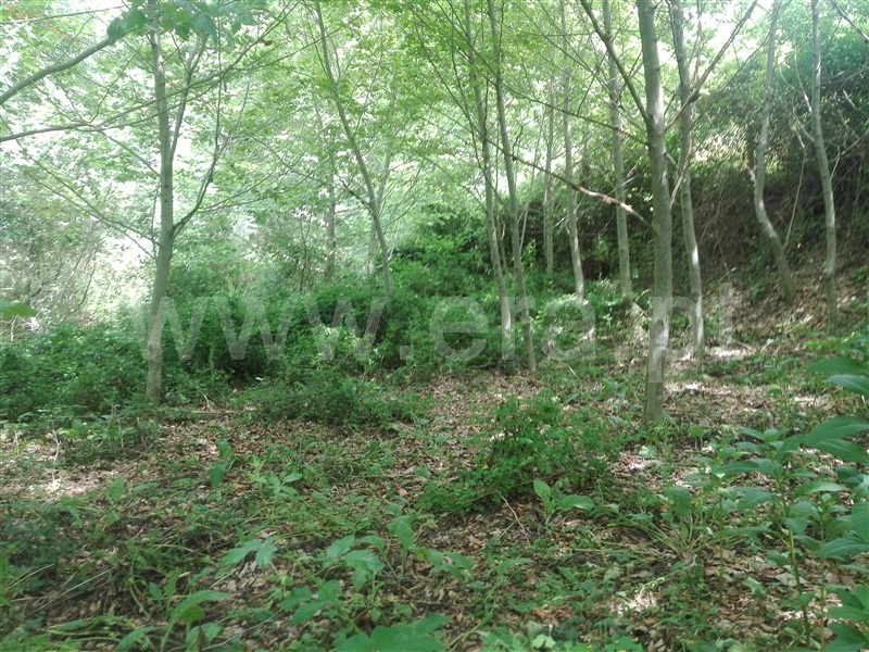 Quinta  Fafe, Fafe - 1225551 - 17
