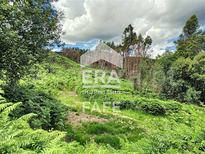 Quinta / Fafe, Quinchães