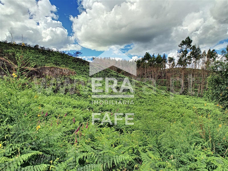 Quinta  Fafe, Quinchães - 1254474 - 7