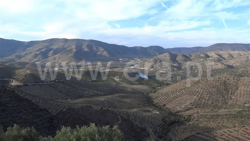 Quinta / Figueira de Castelo Rodrigo, Douro Superior