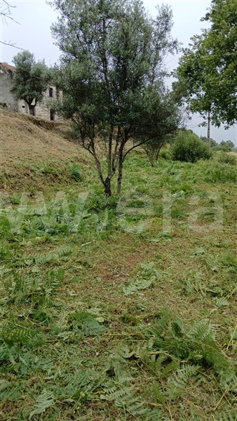Quinta  Fornos de Algodres, Muxagata - 1412302 - 10